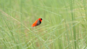 Euplect franciscain en plumage nuptial