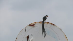 Mâle, Veuve dominicaine en plumage nuptial